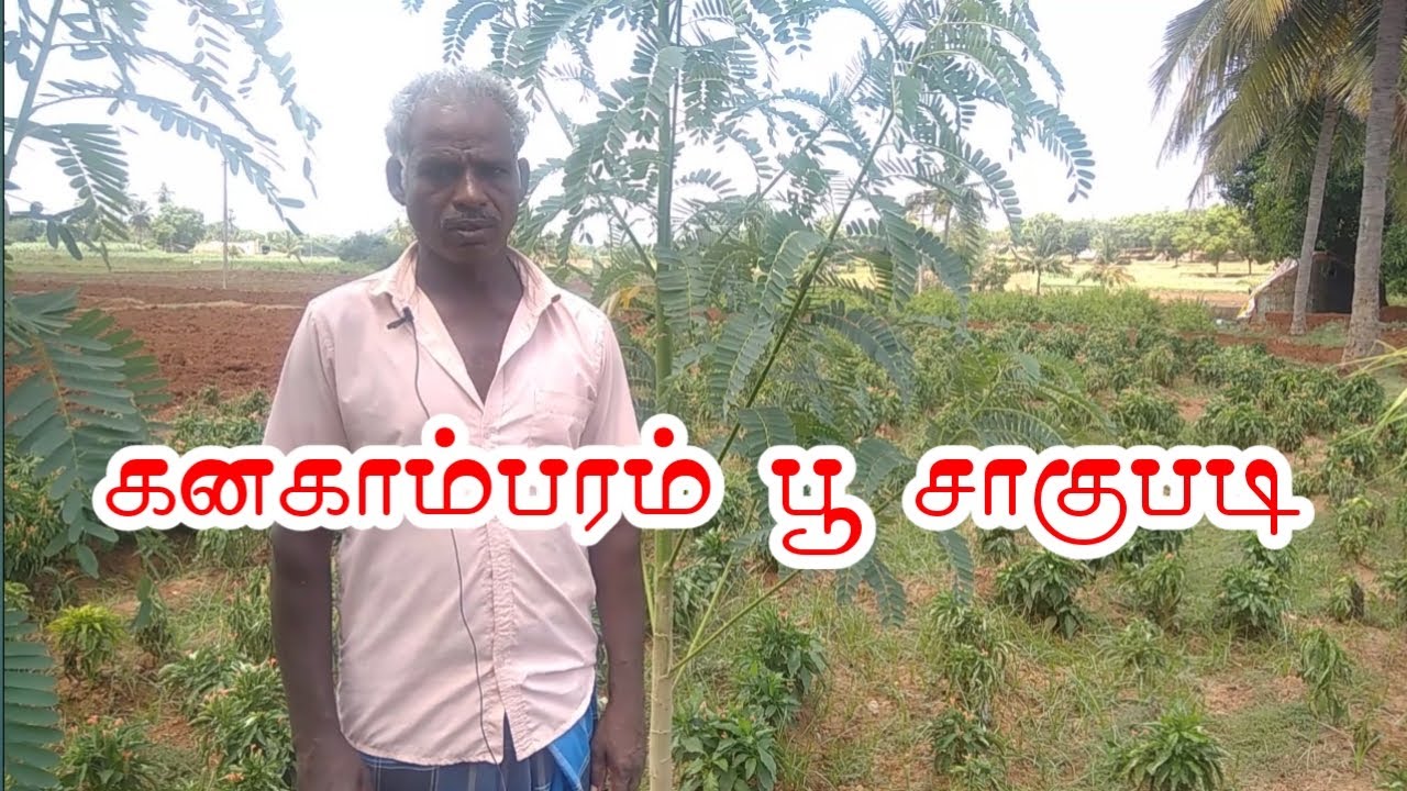 கனகாம்பரம் பூ சாகுபடி|crossandra cultivation|கனகாம்பரம்|kanakambaram poo|கனகாம்பரம் பூ செடி வளர்ப்பு