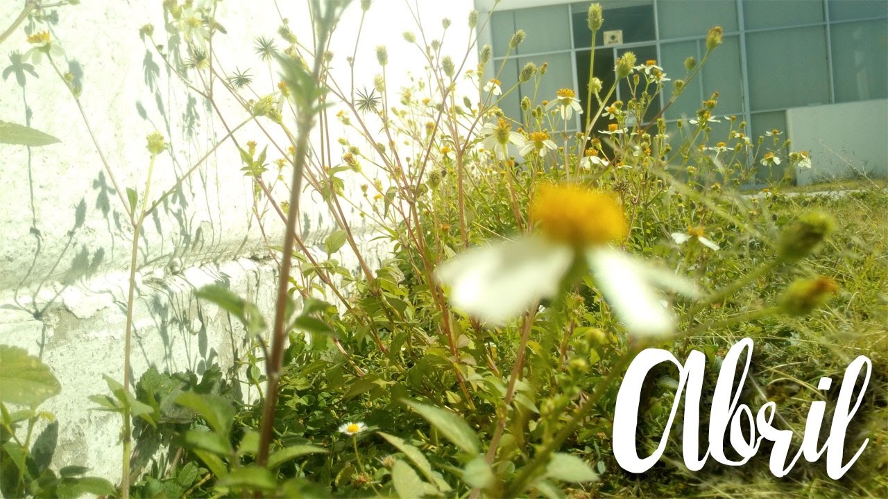 Abril | Madaí Mamaco