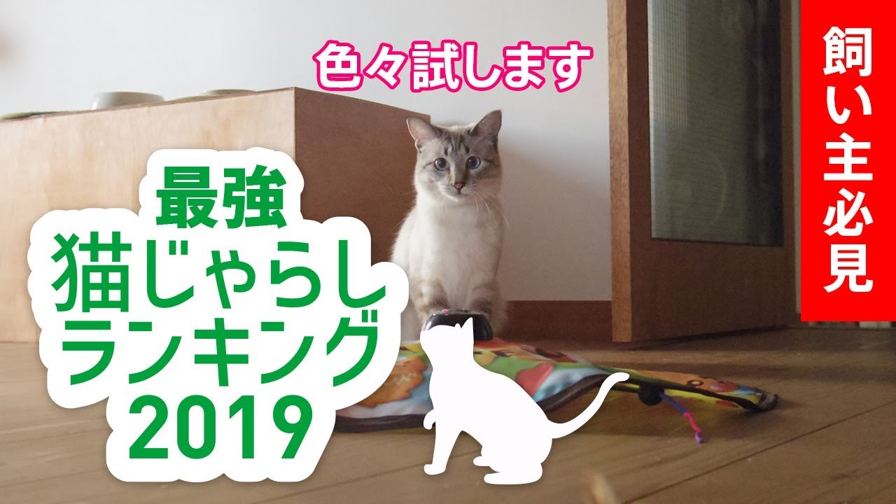 【最強】猫じゃらしランキング！【猫の飼い主必見】色々試した結果、猫じゃらしは猫じゃらしでした【音声有】
