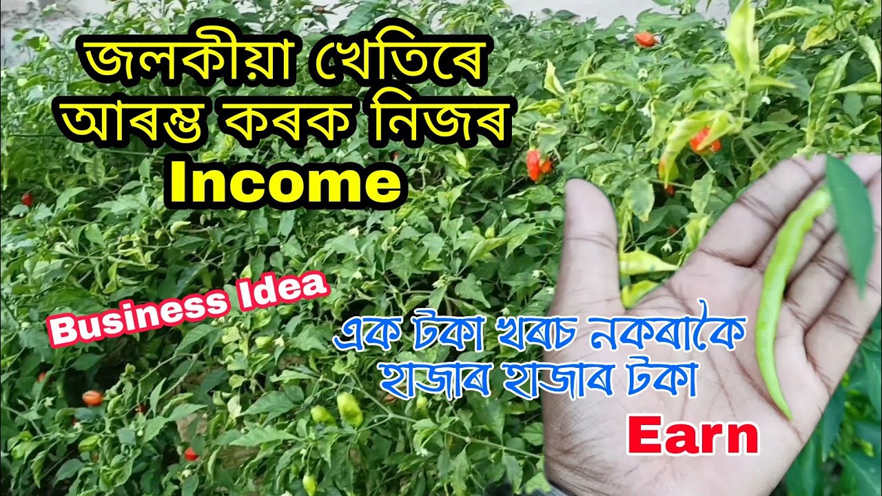 জলকীয়া খেতিৰে আৰম্ভ কৰক Income | Assamese Business Idea | Prative Bhai