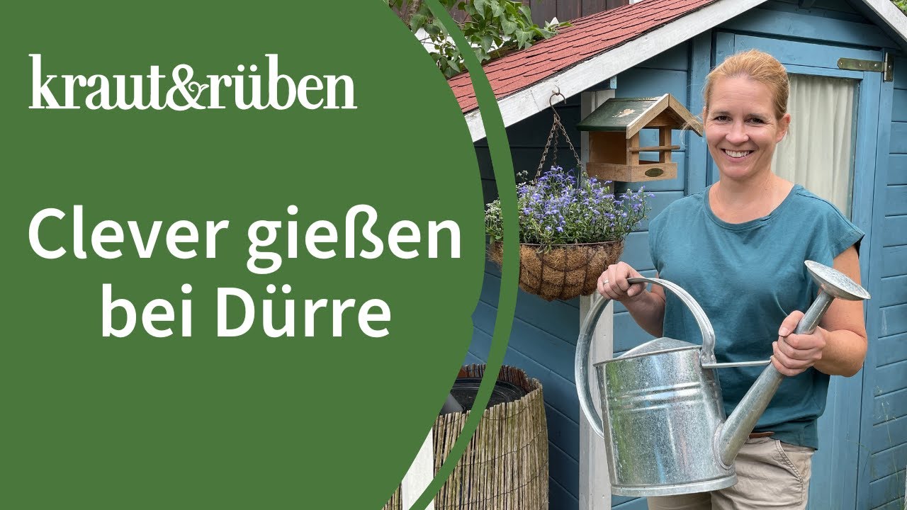 Dürre-Tipps: Regenwasser auffangen und clever gießen