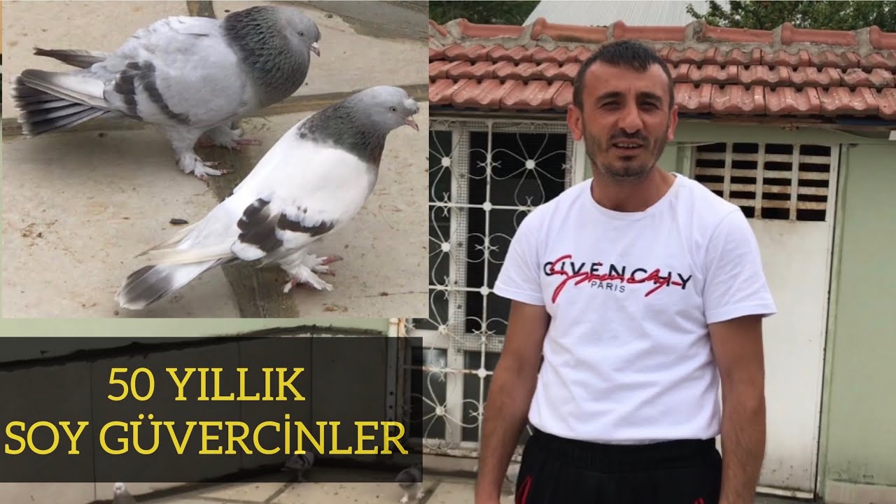 50 YILLIK SOY GÜVERCİNLER | YILMAZ ARSLAN TAKLACI GÜVERCİNLERİ