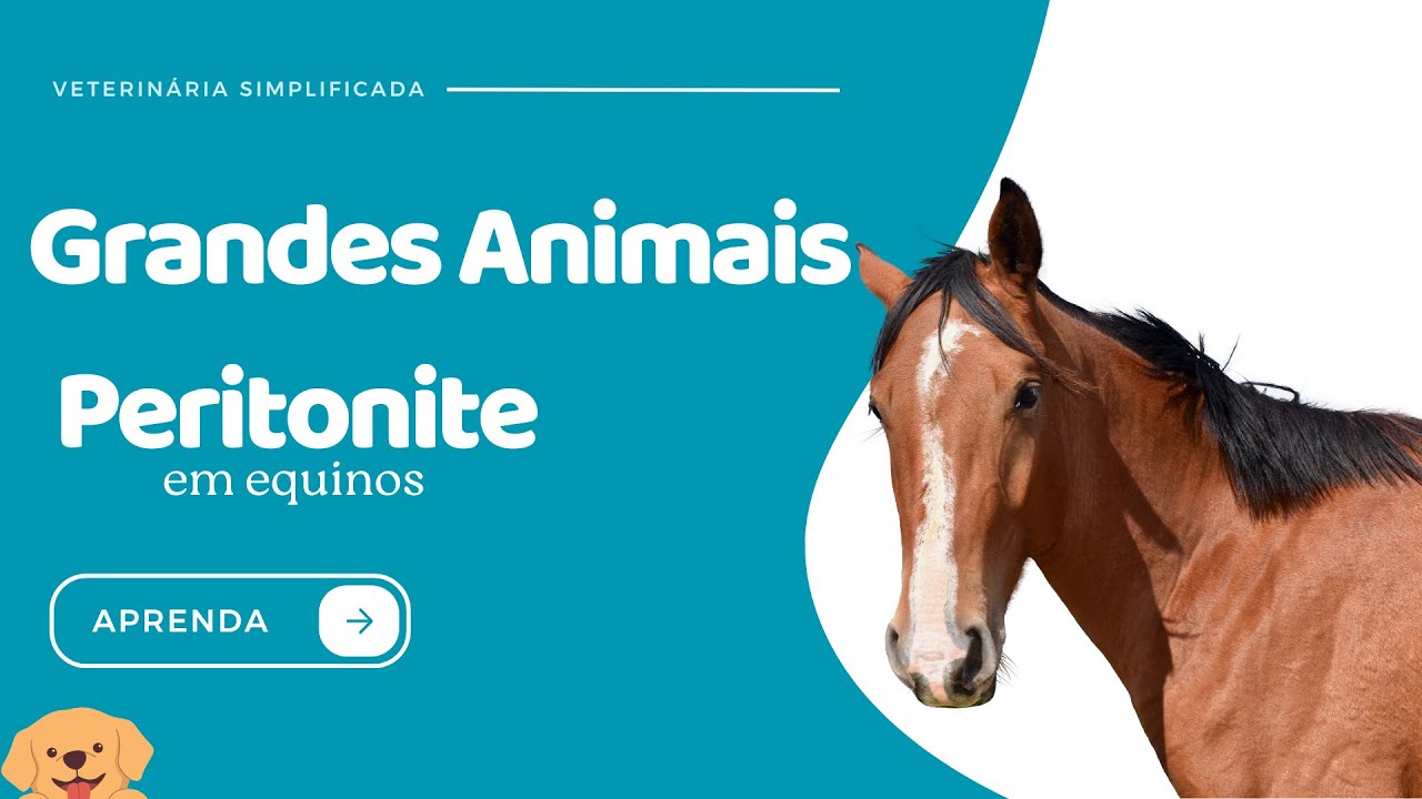 Clínica de Grandes Animais | Peritonite em Equinos