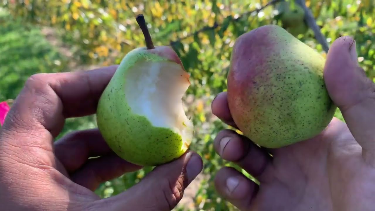 Flemish Beauty Pear Tasting