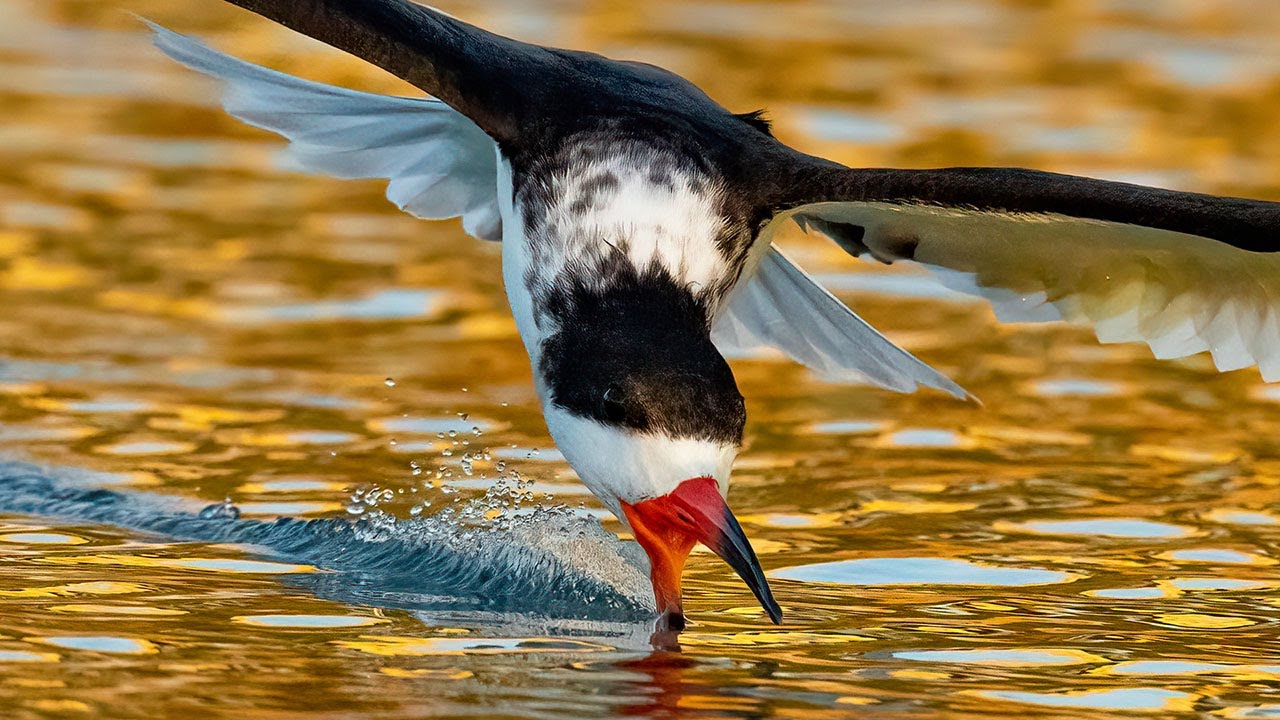 Golden Hour Photography - Does It Matter? - Sony A1 Black Skimmers