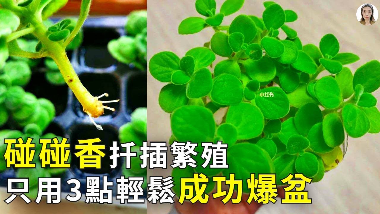 碰碰香繁殖，剪一支插土裡，1顆變成1大盆，趕走蚊蟲蟑螂效果更好|左手香|花花世界