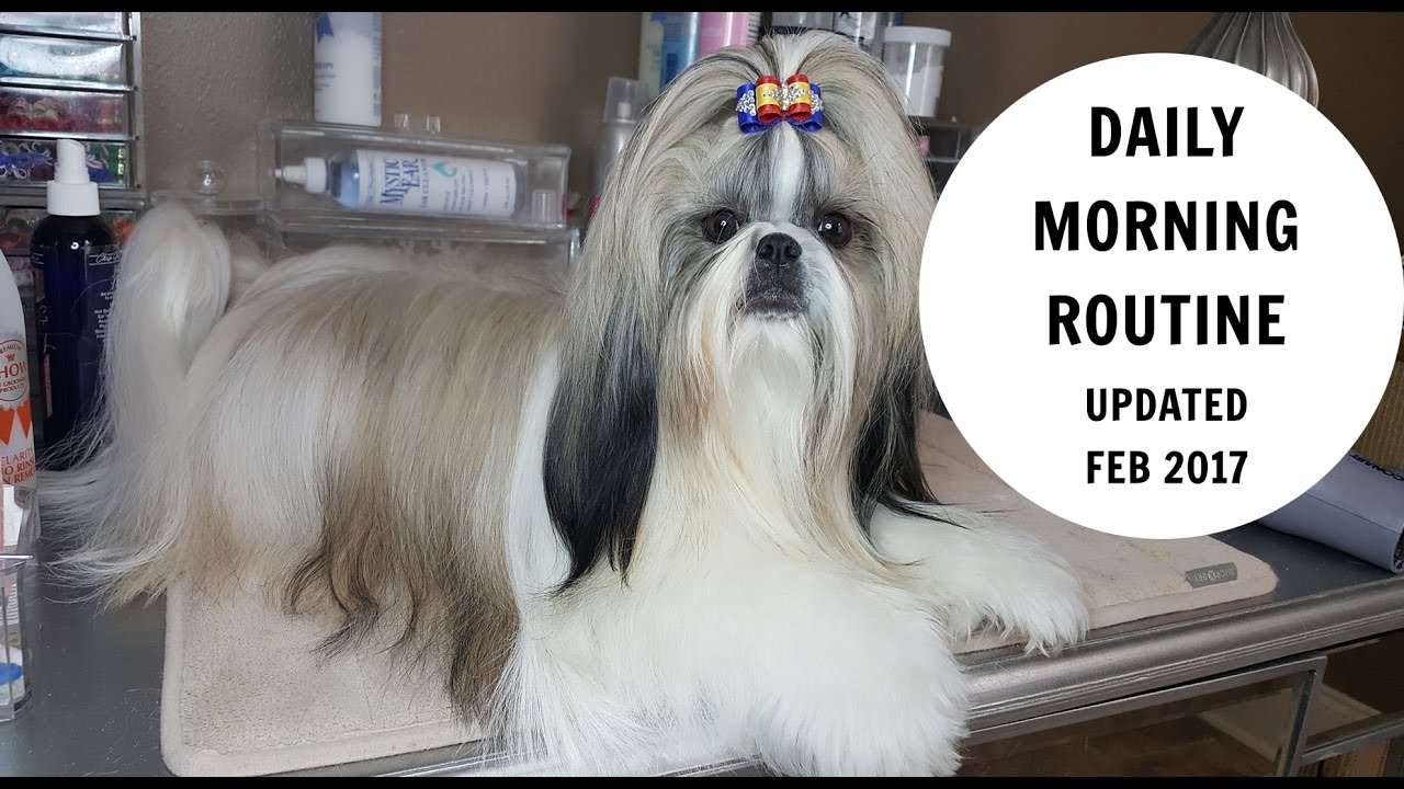 Morning Grooming Routine - Feb 2017