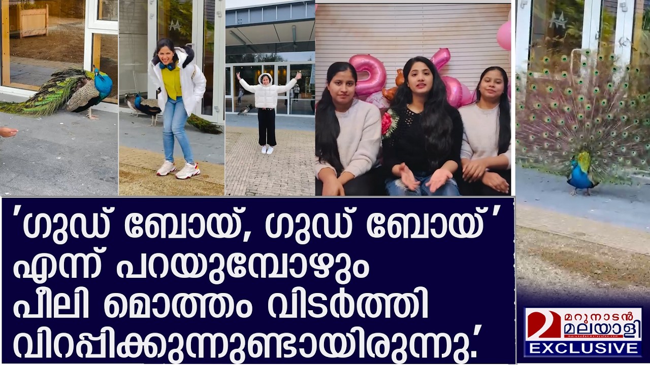 സോഷ്യല്‍ മീഡിയയില്‍ വൈറലായി മയിലും മൂന്ന് പെണ്ണുങ്ങളും | girls command, peacocks obey!