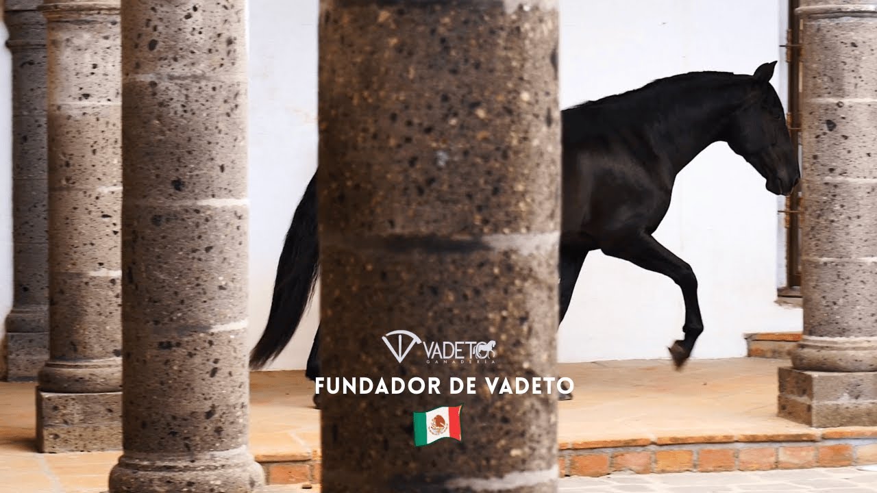 FUNDADOR DE VADETO. SEMENTAL P.R.E. NEGRO (MEXICO)