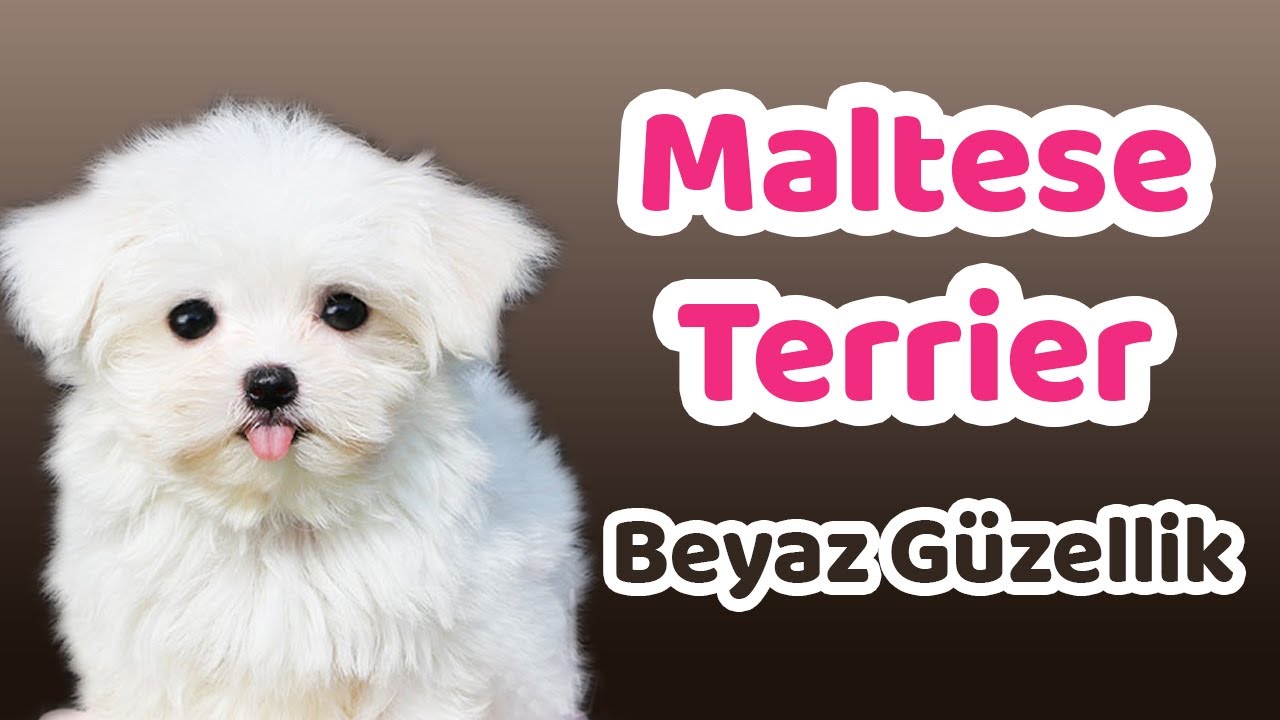 Maltese Terrier Karakteri, Eğitilebilirlik Durumu, Yaşam Koşulları, Çocuklarla İletişimi, Bakımı