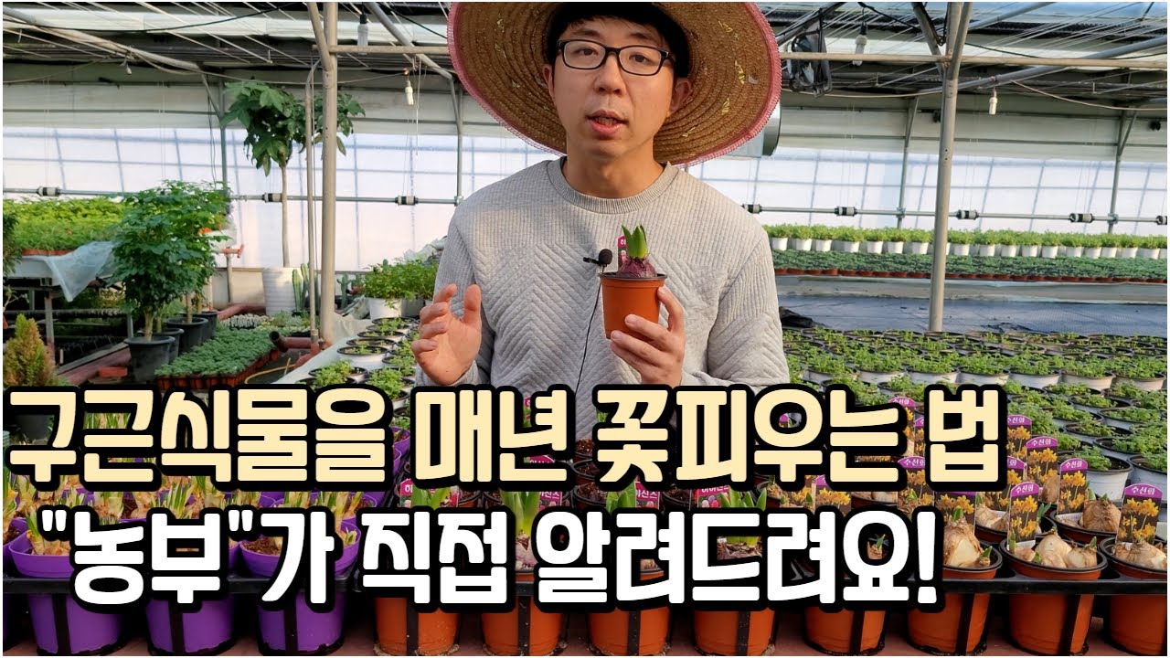 구근식물 매년 꽃피우는법 어렵지 않습니다! (feat.히야신스 수선화 크로커스)