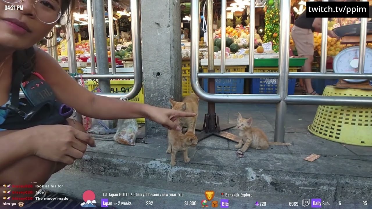 Tiny cats and an angry dog | Ppim - Twitch Clip 154