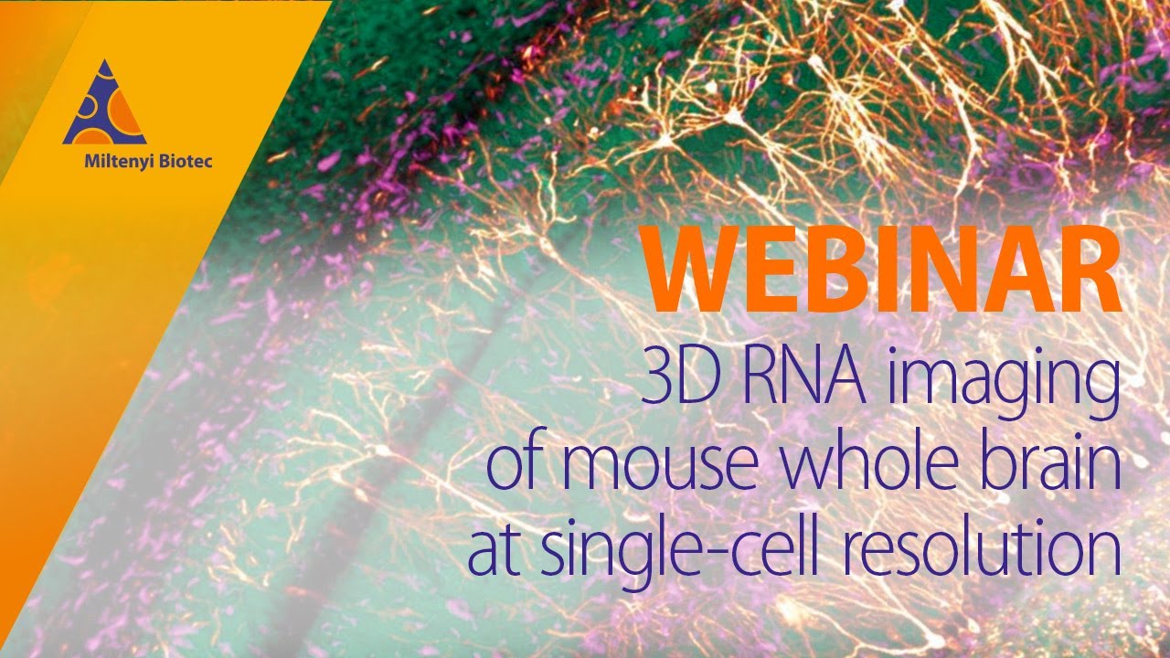 3D RNA imaging of mouse whole brain at single-cell resolution [WEBINAR]