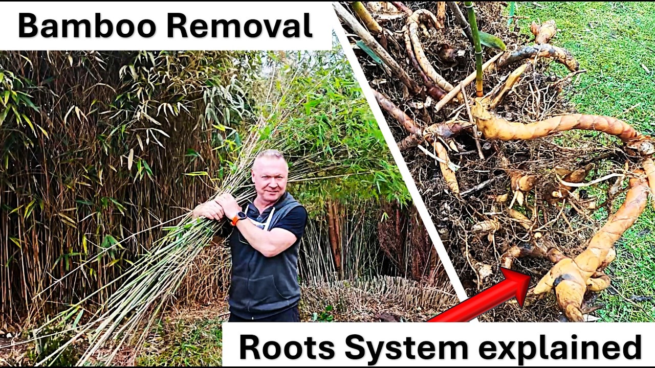 Invasive Bamboo vs Clumping Bamboo: What Every Gardener Must Know