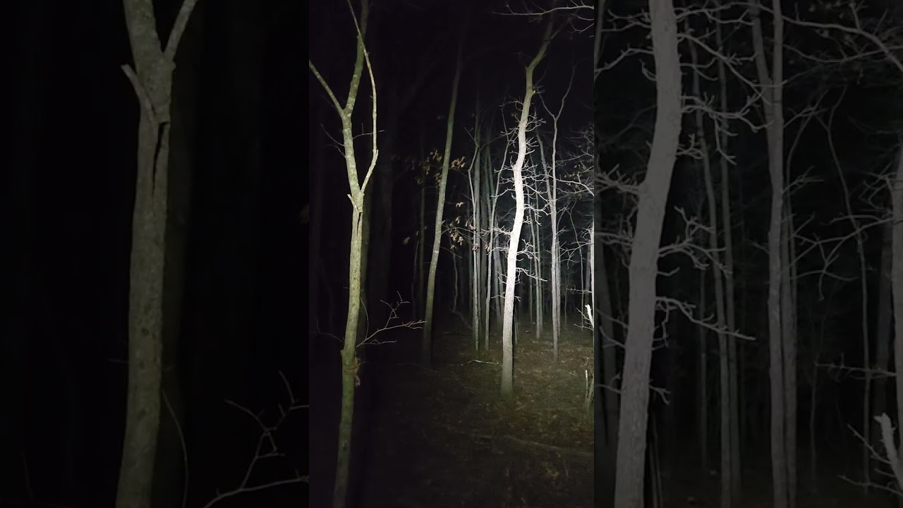 Coyote trying to run Boone off his tree