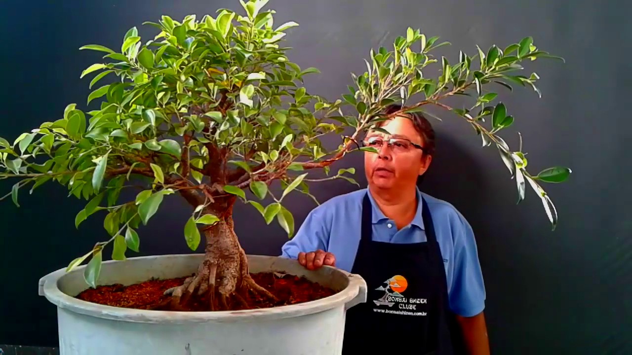 Pré Bonsai de Ficus Retusa
