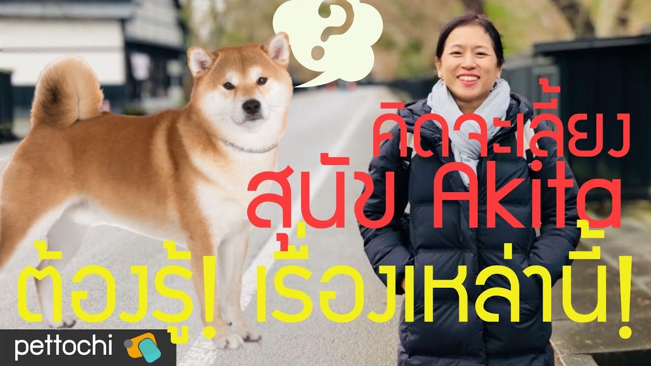pettochi : คิดจะเลี้ยงสุนัข Akita ต้องรู้ ! เรื่องเหล่านี้ !