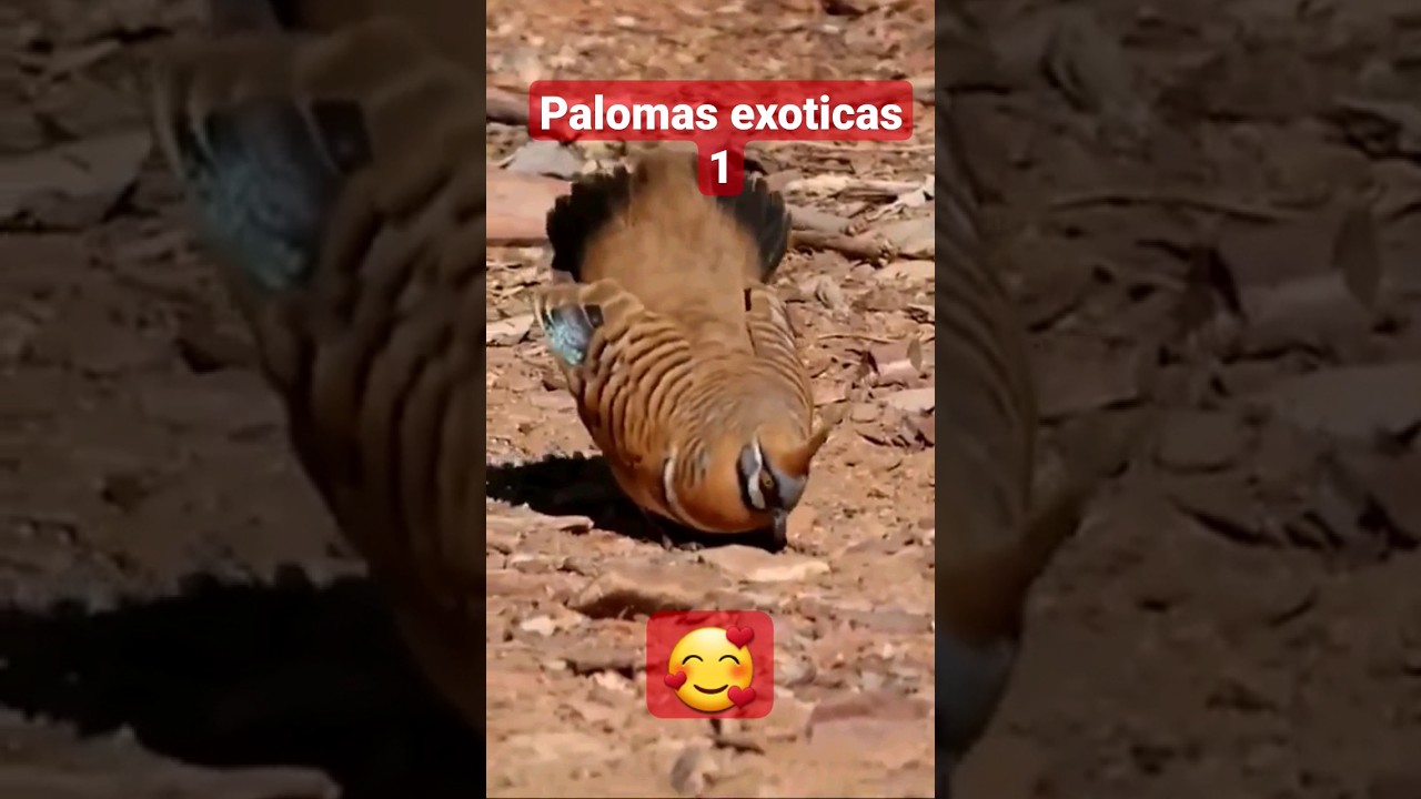 Empezamos con las palomas ex&oacute;ticas. #aves #palomas #aveshermosas
