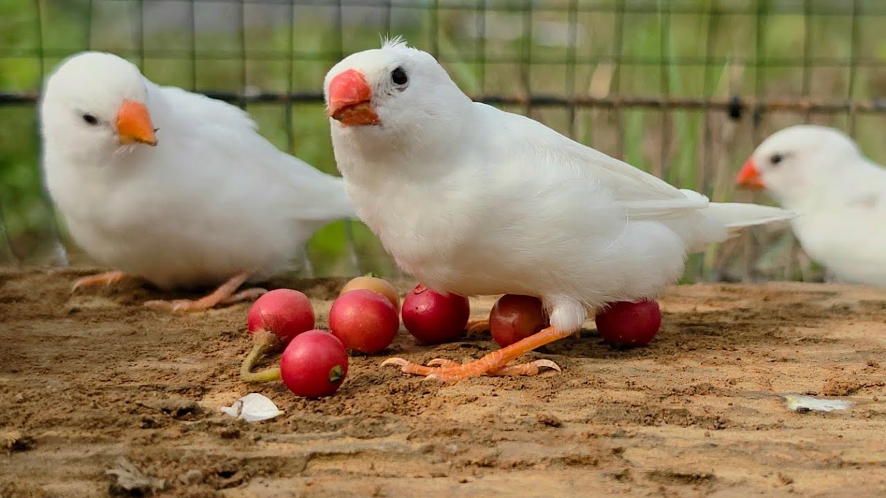 White zebra finches love spending time together the most, singing beautiful songs and enjoy eating. 
