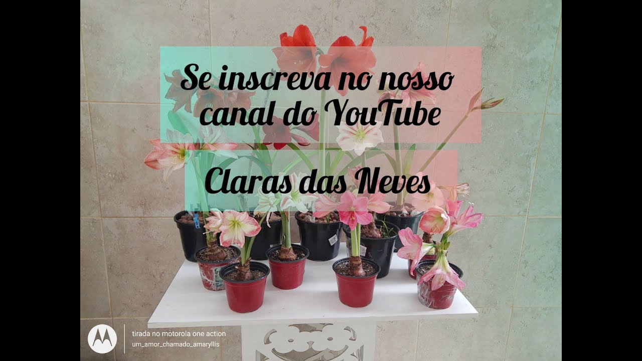Quer fazer suas Amarilis florir sempre ?  Acompanhe o Vídeo aí...curta comente e compartilhe