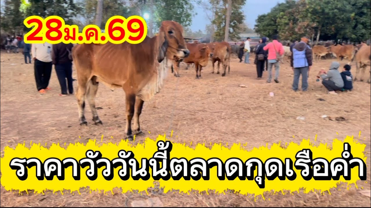 ชมบรรยากาศชื่อขายวัวตลาดกุดเรือค่ำ อ.วานร จ.สกลนคร #ราคาวัววันนี้ 28/1/69