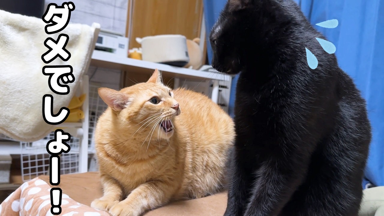 兄猫が大好きな黒猫くんがやってしまった後の行動が可愛すぎました…笑