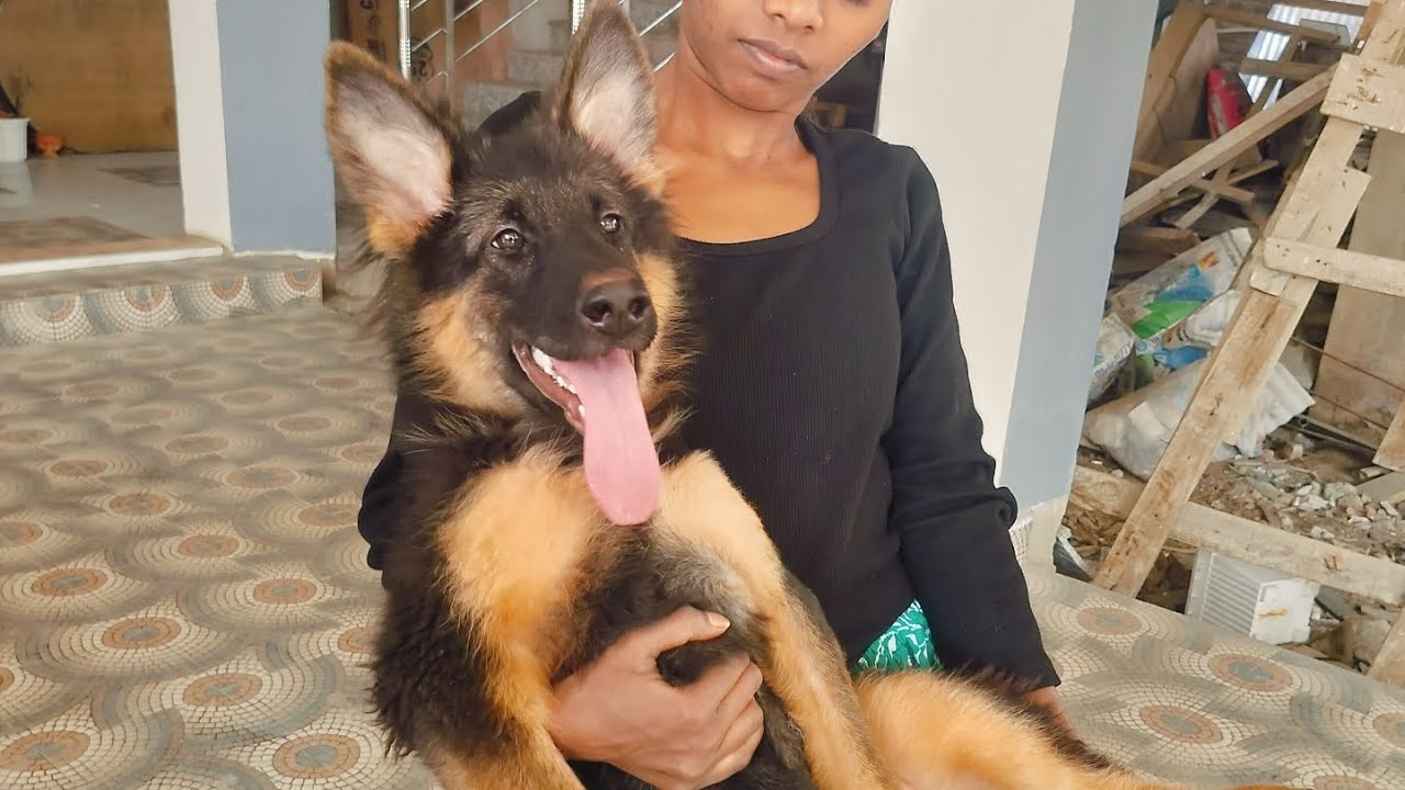 My German shepherd dog (Zoey) Plays with an Indian desi dog 🐶