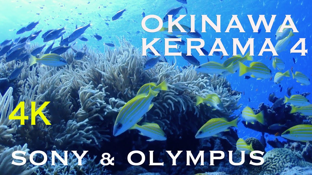Diving in Kerama Islands(Okinawa,Japan) with OLYMPUS STYLUS TG-Tracker and ‬Sony ActionCam part4