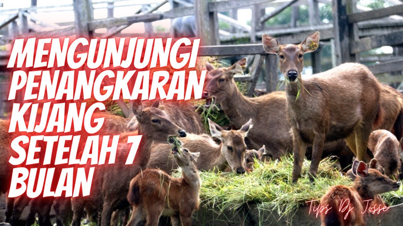 MENGUNJUNGI PENANGKARAN KIJANG SETELAH 7 BULAN