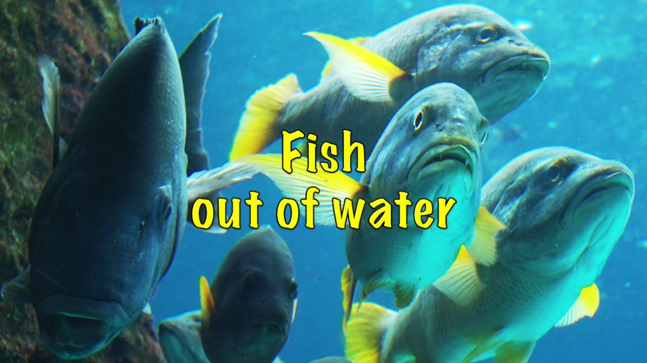 Tears for Fears - Fish Out of Water (with Lyrics)