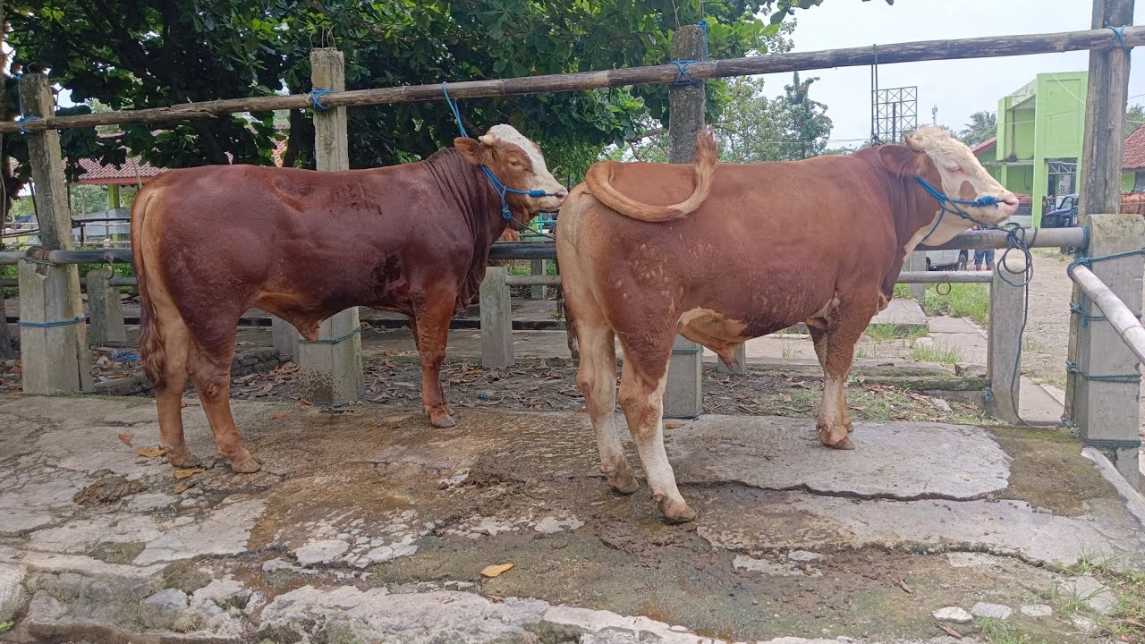Harga sapi bakalan siapan kurban pak saroji pasar hewan Muntilan awal Ramadhan 2026 