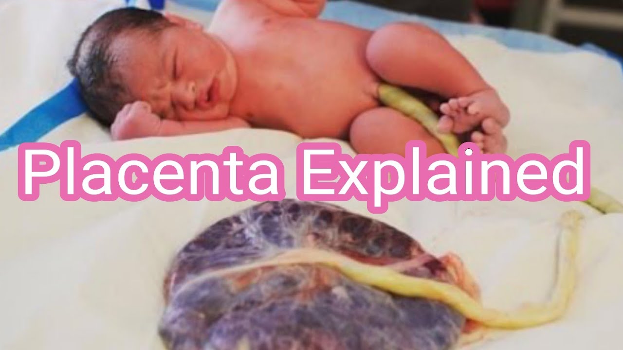 Placenta Explained | Anatomy, Function & Importance During Pregnancy
