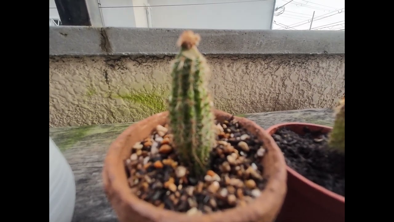 緋牡丹の接木結果