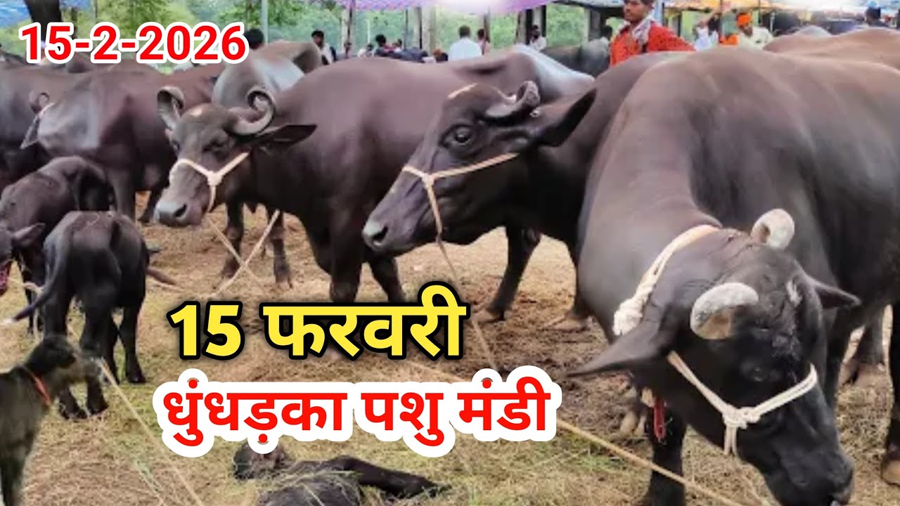 15 फ़रवरी | धुंधड़का भैंसों का हाट | धुंधड़का पशु मंडी