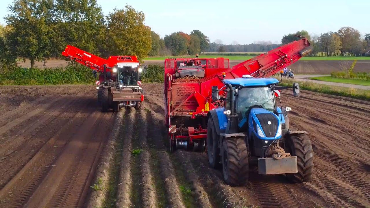 Harvesting potatoes