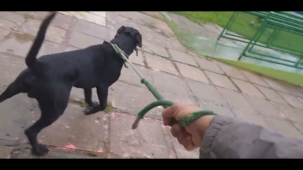 LABRADOR COM DOG ALEMÃO