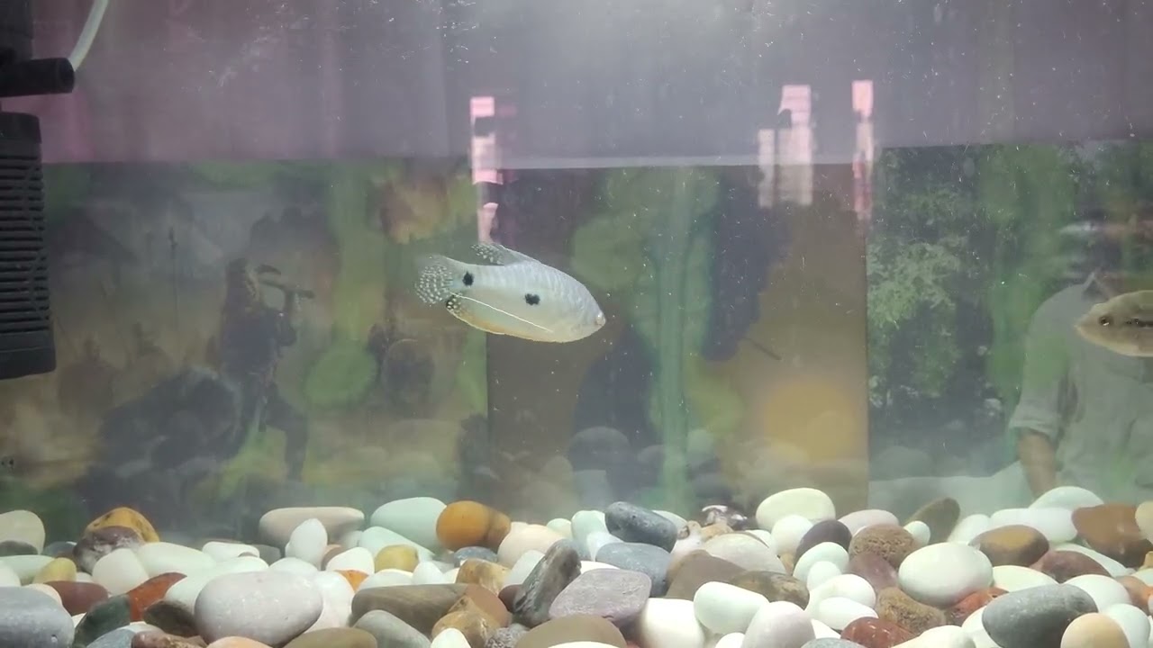 Gourami & flowerhorn