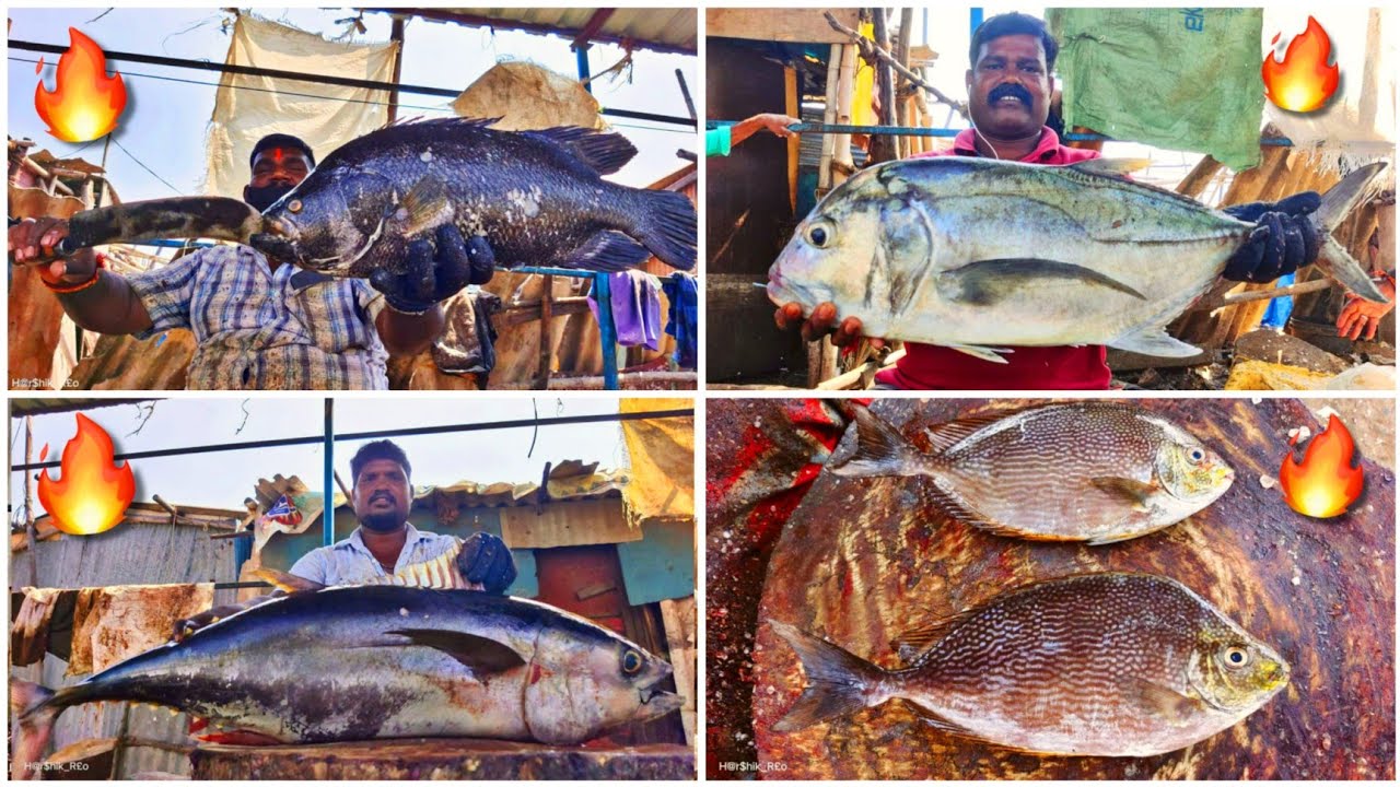 BIG TREVALLY,TUNA,SEA BASS,EEL,RABBIT,OOSI KOLA FISH CUTTING COMPILATION🔥#5 | KASIMEDU FISH CUTTING