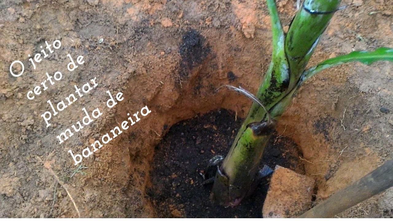 A melhor forma de plantar muda de bananeira para produzir muito
