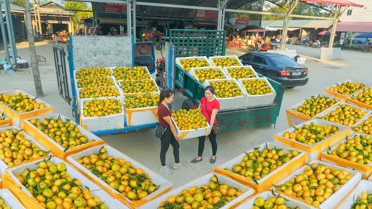 Use Truck To Harvest 1000KG of Tangerines To Bring To The Countryside Market Sell. My Farm / Đào