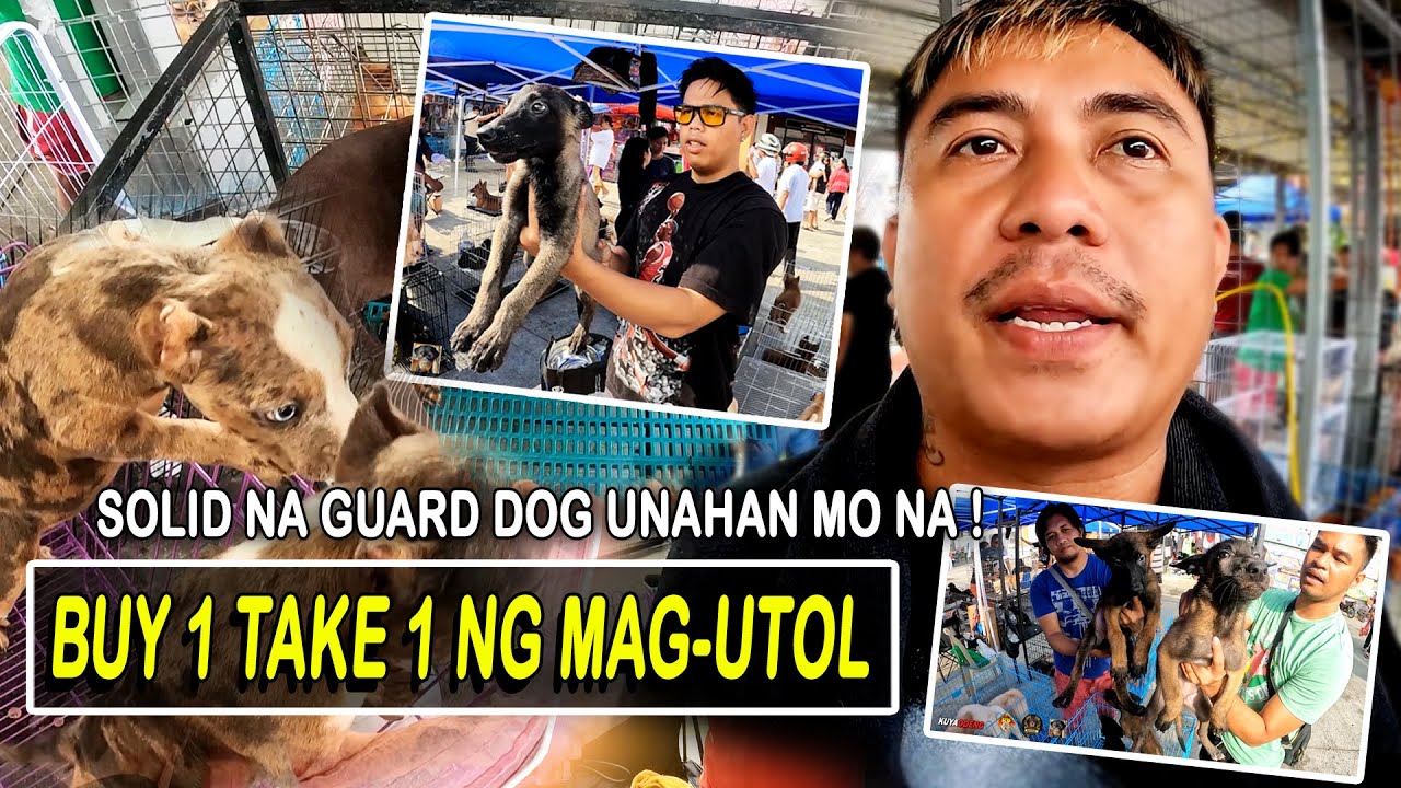MARAME ANG NAGHAHANAP NG GANITONG GUARD DOG / GROTTO SCENE
