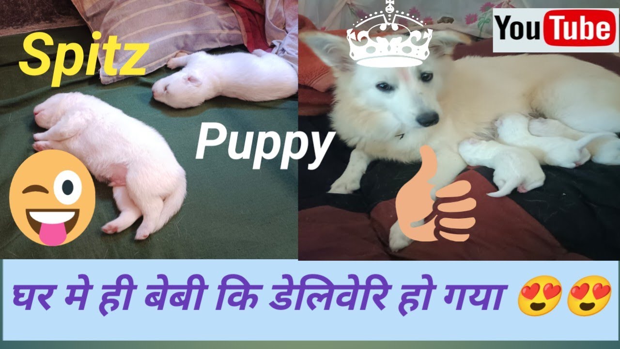 Puppy ki delivery ghar pe ho gaya | How to do female dog delivery at home 💕😍 Japanese spitz puppy