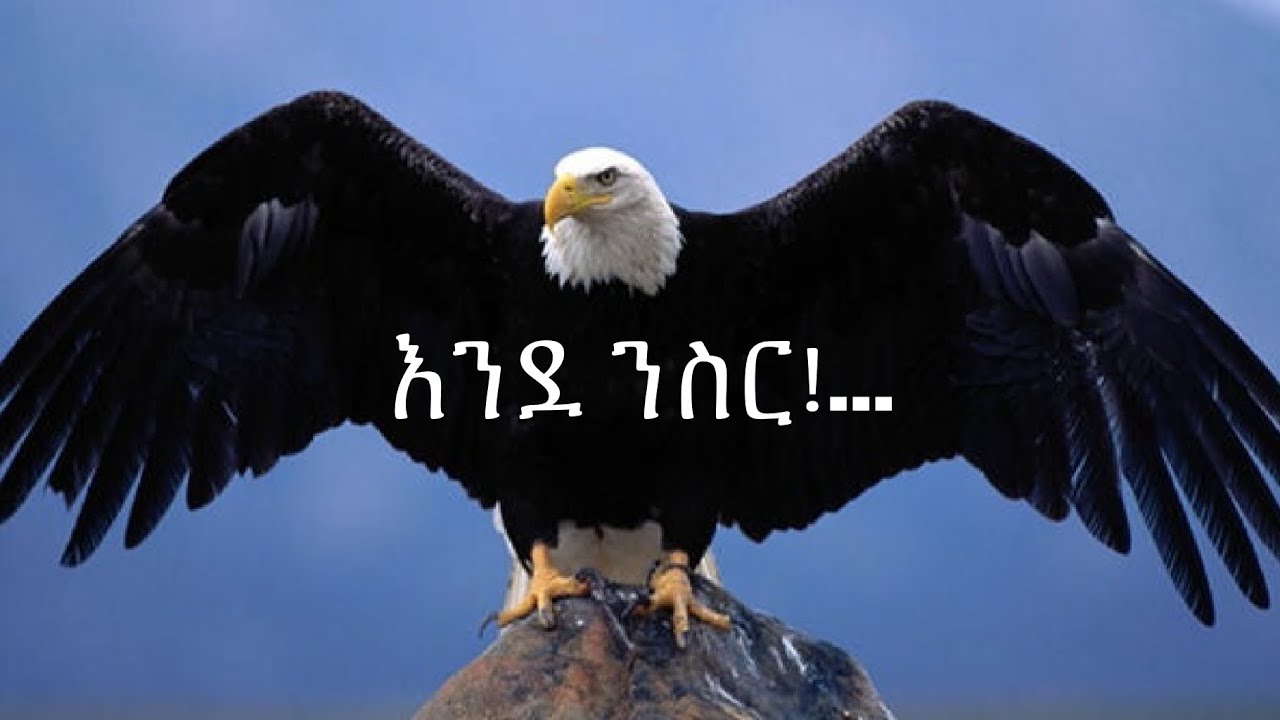 ከንስር ልንማራቸው የሚገቡ 7-ባህሪያት