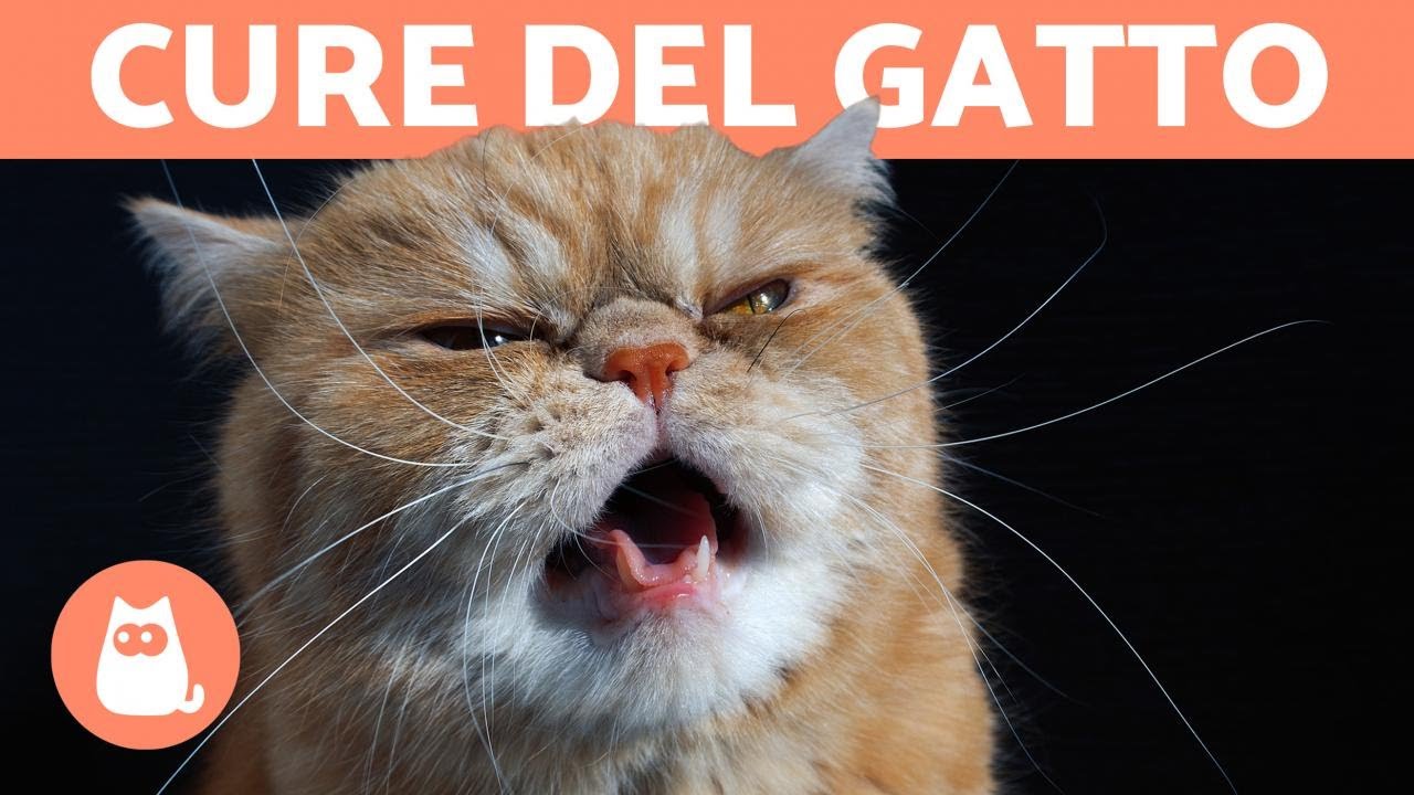 PALLE di PELO nei gatti 🟠 Sintomi e come ELIMINARLE