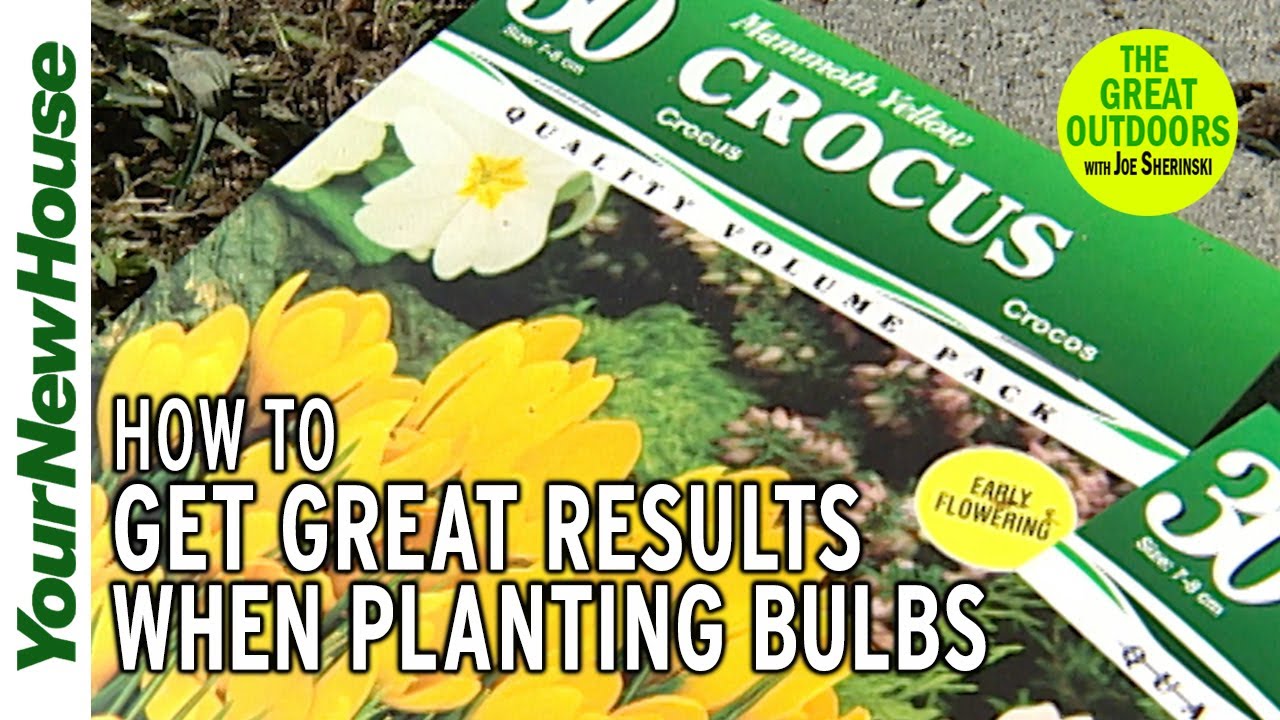 How to Plant Bulbs and Create a Amazing Show in Your Garden - The Great Outdoors