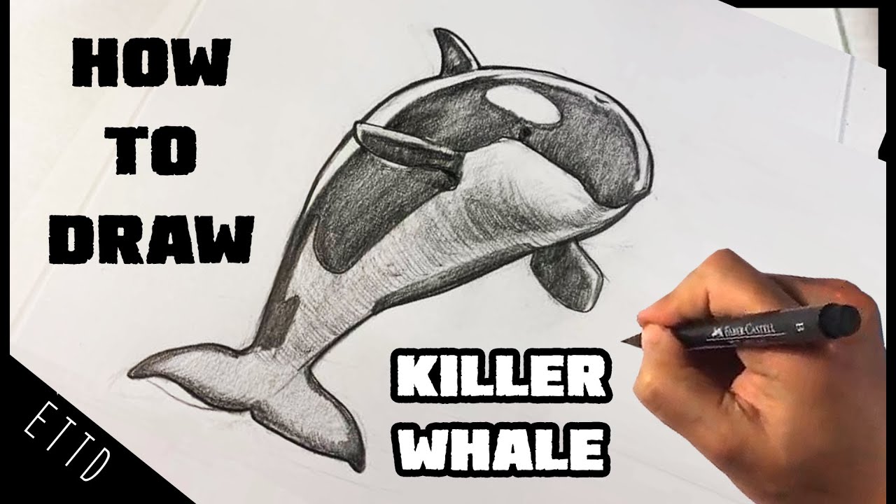 How to Draw a Killer Whale - Orca Whale