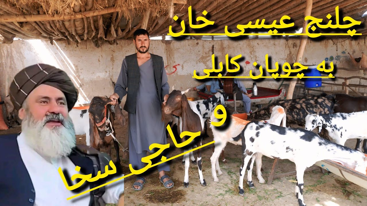 گزارش حیات « از بز پاکستانی اصیل با گوش ۶۰ سانتی‌متری وچلنچ عسی خان مزاری برای چوپان کابلی وحاجی سخا
