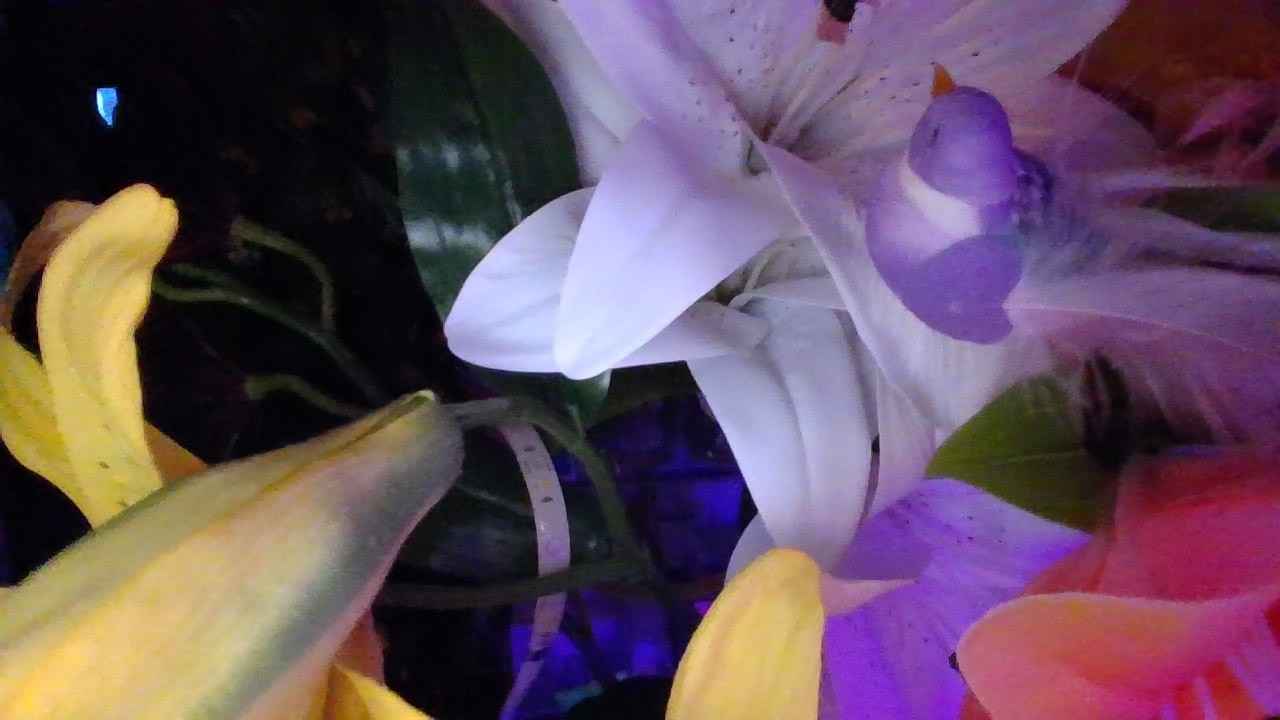 2.16.26 Monday afternoon 1:13PM lilies