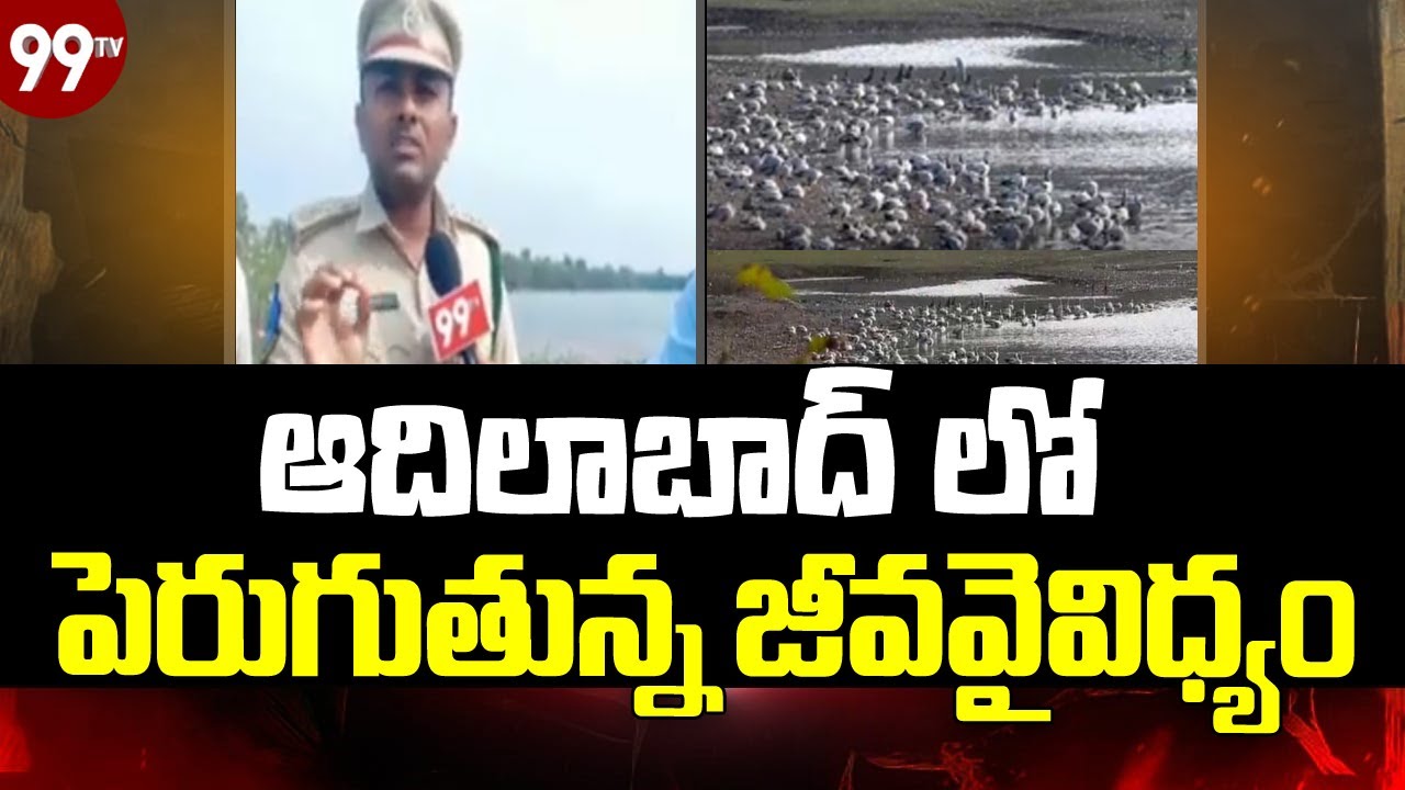 ఆదిలాబాద్ లో  పెరుగుతున్న జీవవైవిధ్యం..|Butiful Migratory Birds Flock to Adilabad District | 99tv