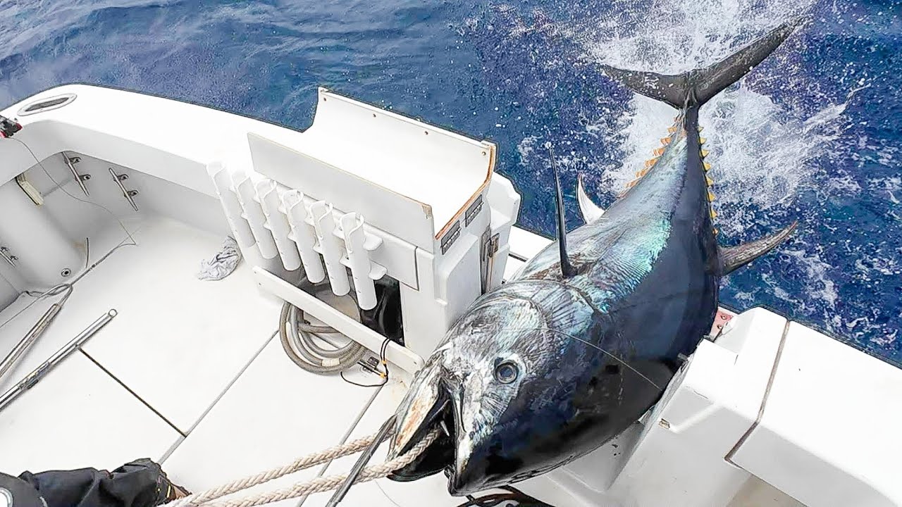 #2/3 伊豆大島　黒マグロ釣り2025（ヤンマーEX38）